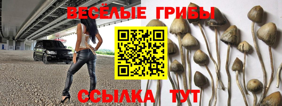 Псилоцибиновые грибы Psilocybe  Вход с VPN  закладки  Кувандык 